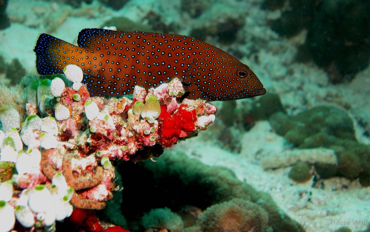 Velidhu - 2013_03_11 - IMG_0548r_Merou celeste ou Vielle cuisiniere - Cephalopholis argus_Kuda reef_Plongee.jpg